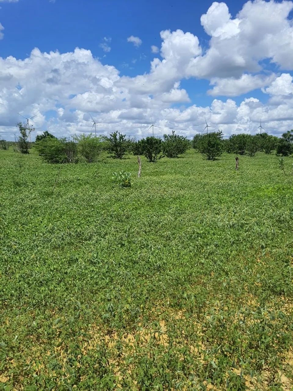 Fazenda com 45 hectares em jandaira com 2 poços tubulares 100% plana