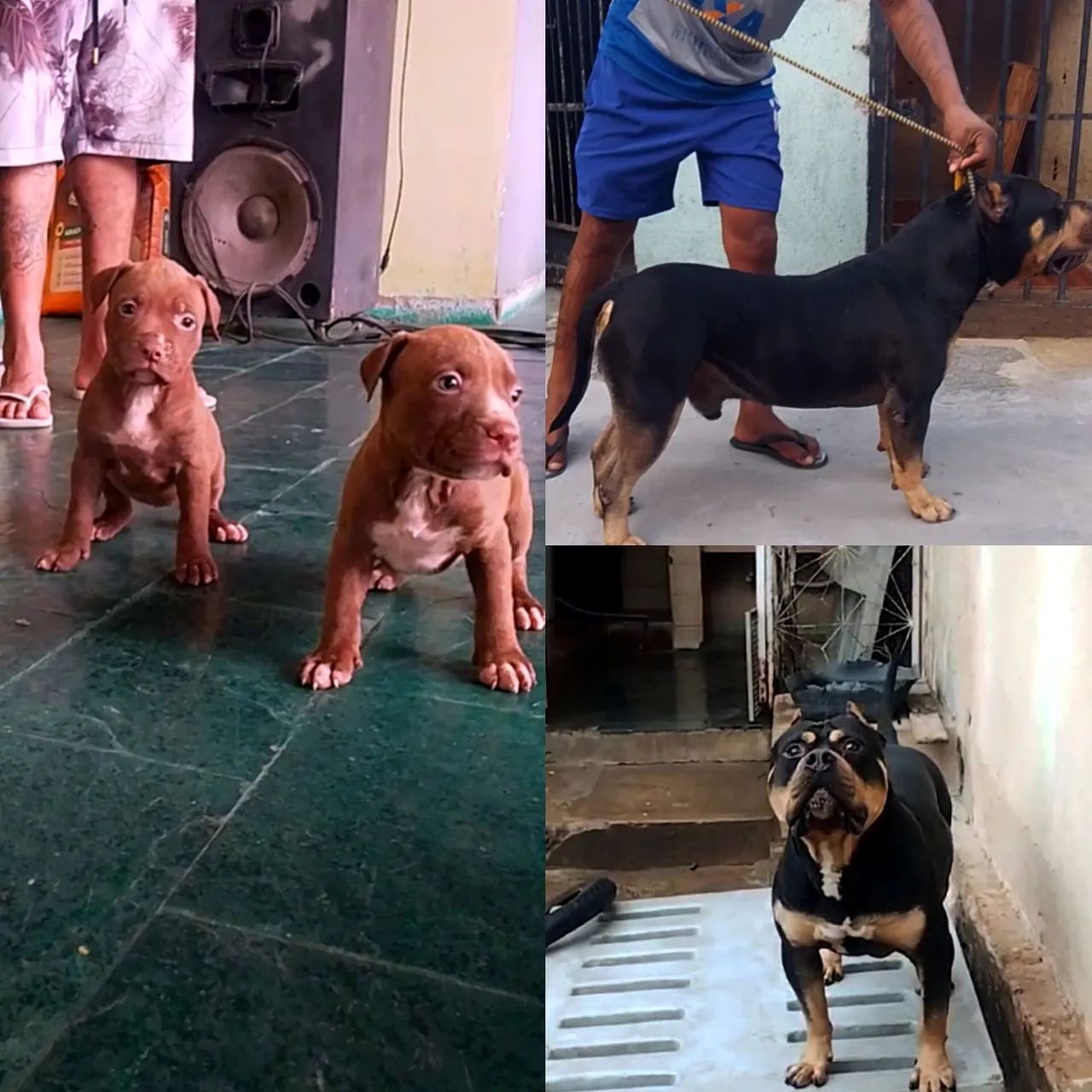 Filhotes de Pit Monster disponíveis 