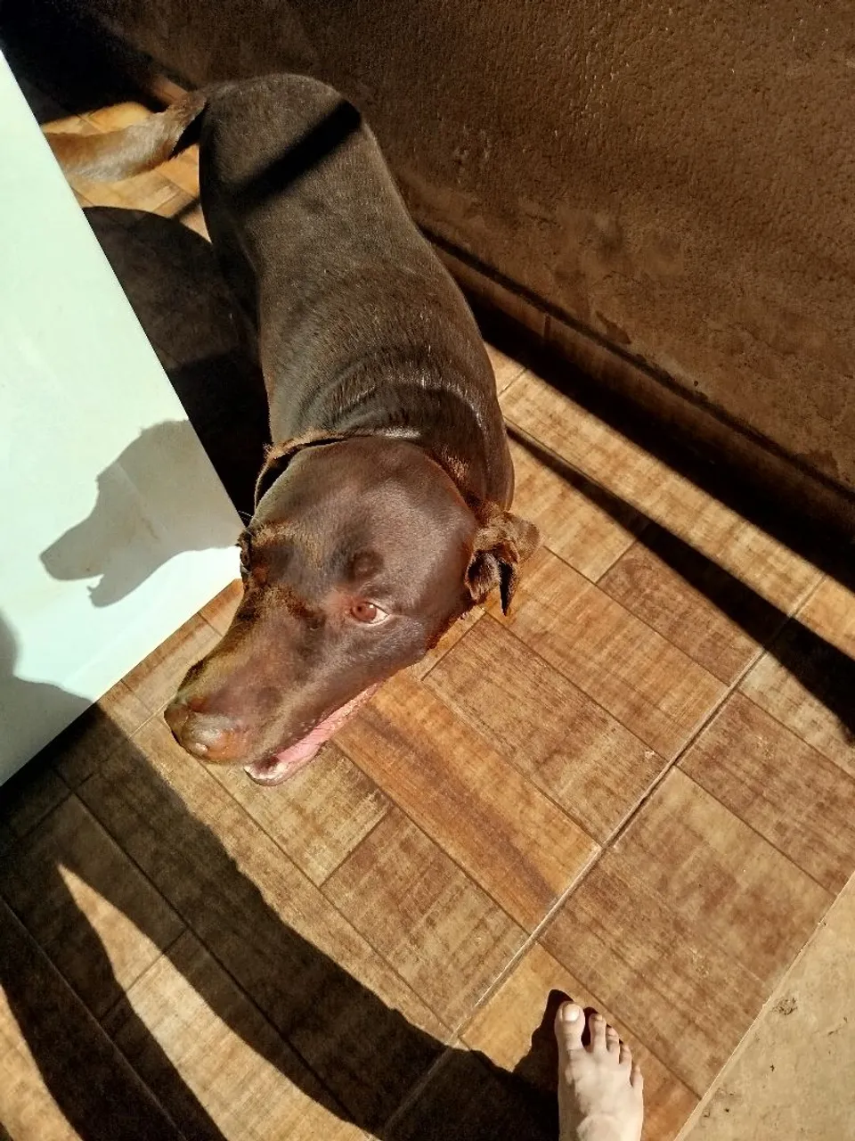 Labrador Chocolate -