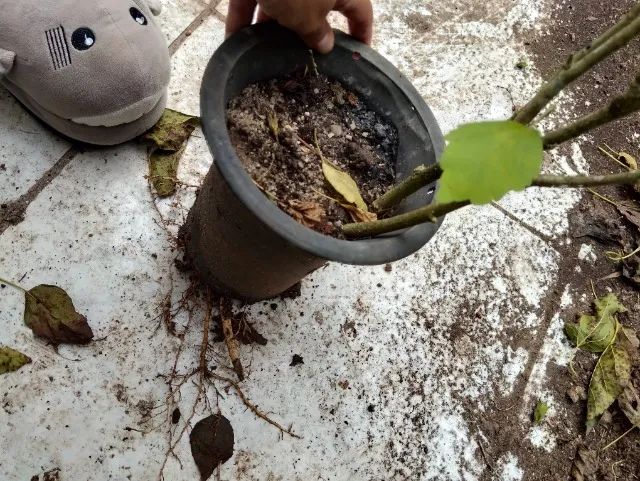 Muda hibisco da siria - Foto 2