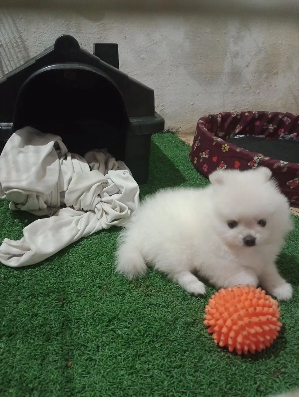 Splitz ALEMÃO anã fêmea filhote  - Foto 2