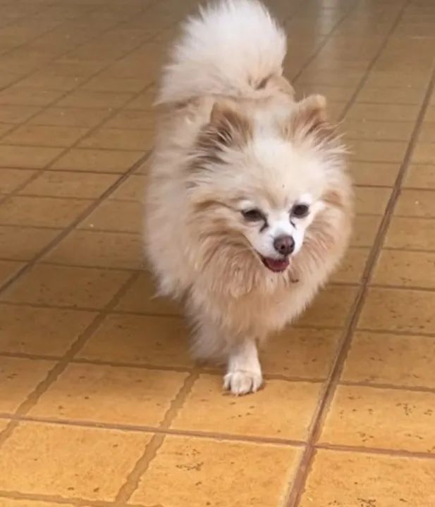 Spitz Alemão  macho  - Foto 3