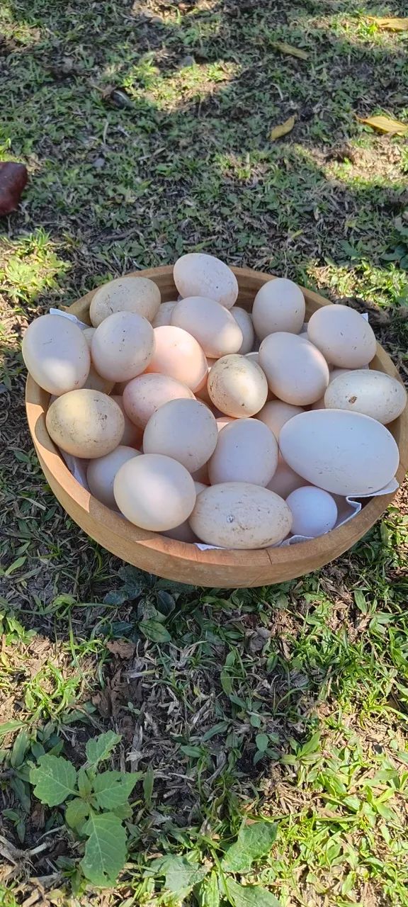 Patos e Marrecos