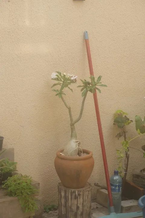 Lente Canon Ef 75-300mm F/4-5.6 Iii (Usado) - Foto 6