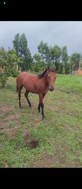 Potro 1,5 meses - Foto 5