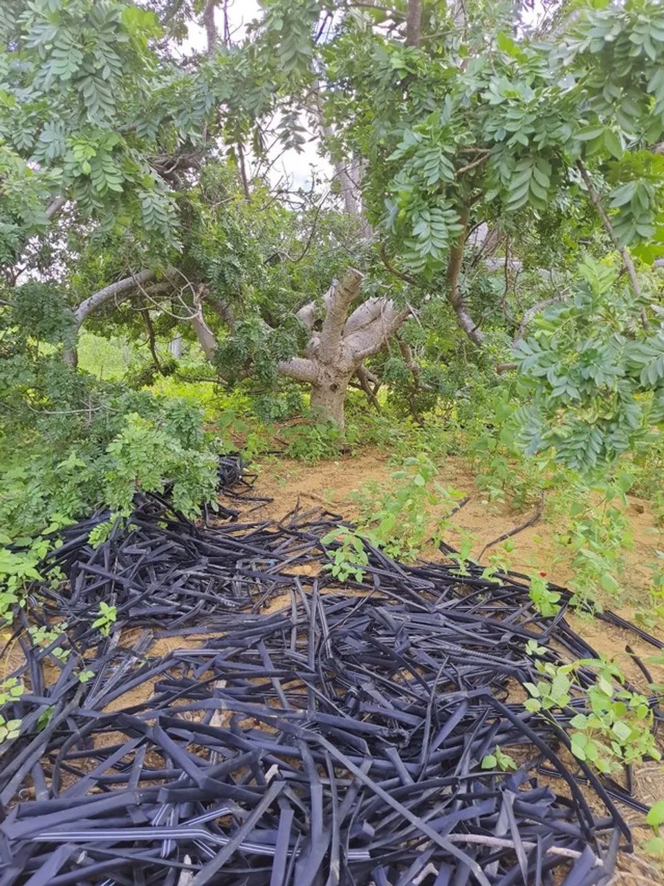 Fazenda com 45 hectares em jandaira com 2 poços tubulares 100% plana - Foto 5