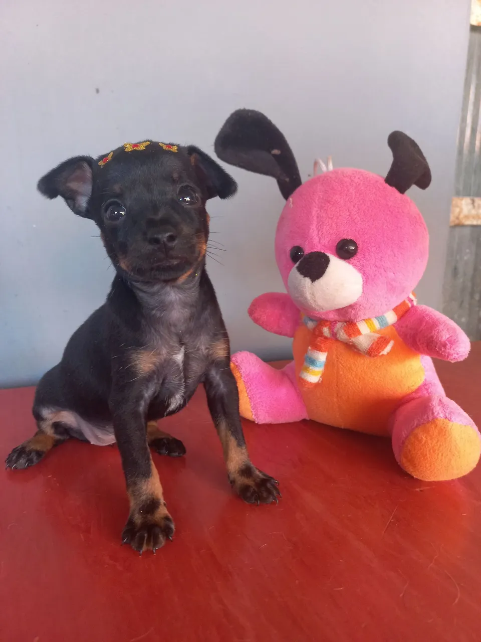 Uma fofura! 2 filhote pinscher