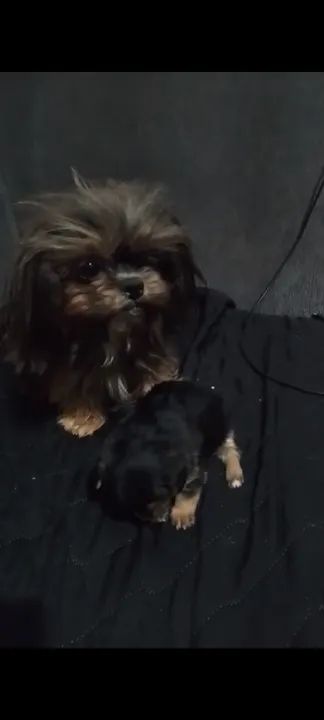 Yhorck feminha - Foto 3