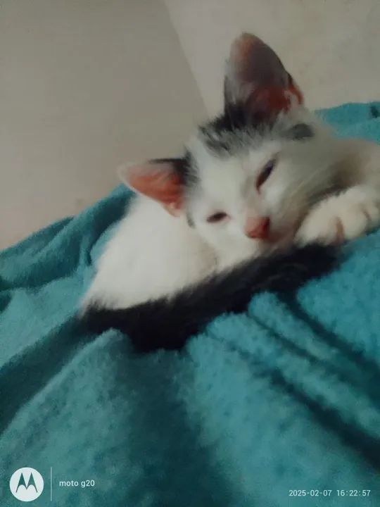 !Doação De Gato Branco Filhote! 