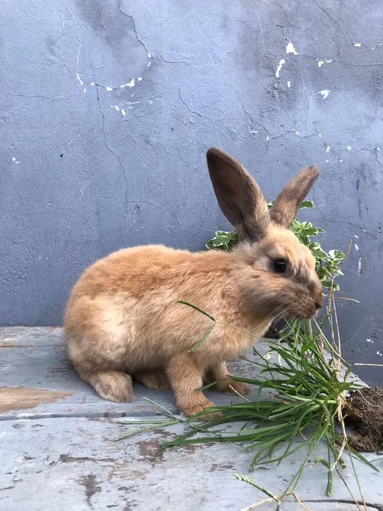 Coelho filhote - filhotes de coelho - Foto 4