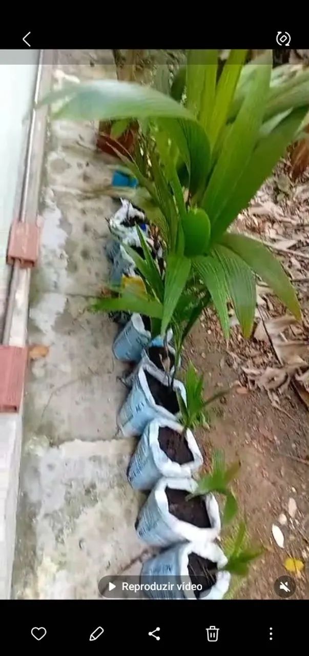 Mudas de coco - Foto 2