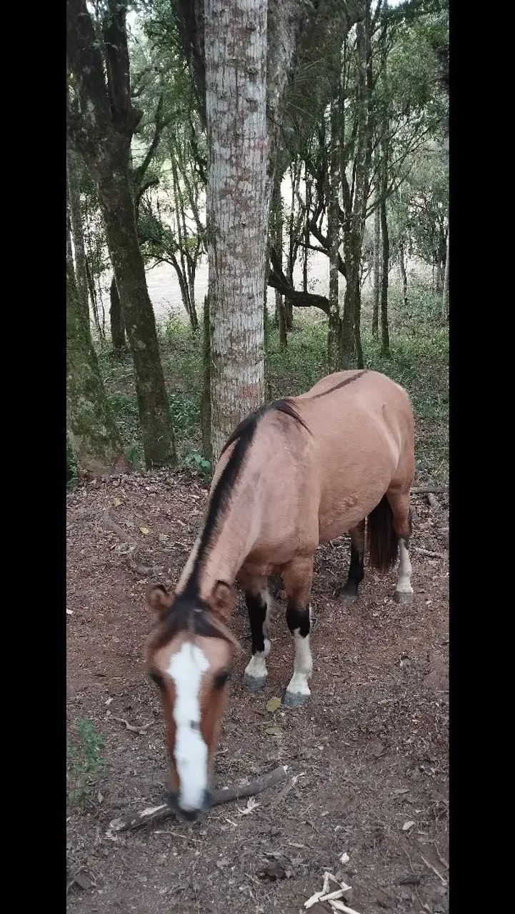 Cavalo crioulo - Foto 5