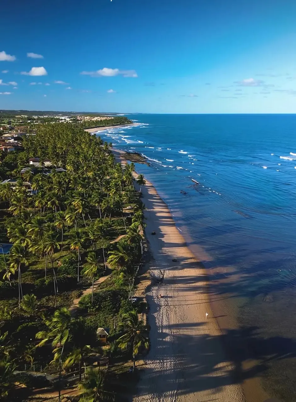 Praia do Forte jacarandás