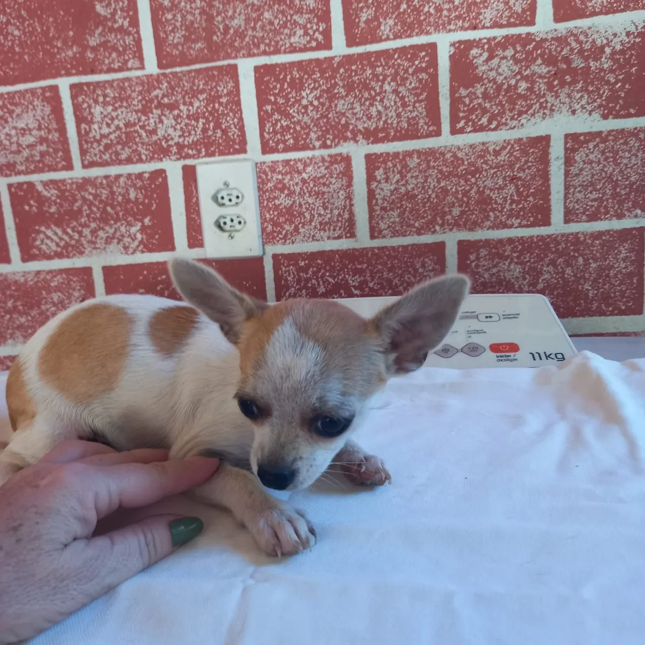 Macho de Chihuahua