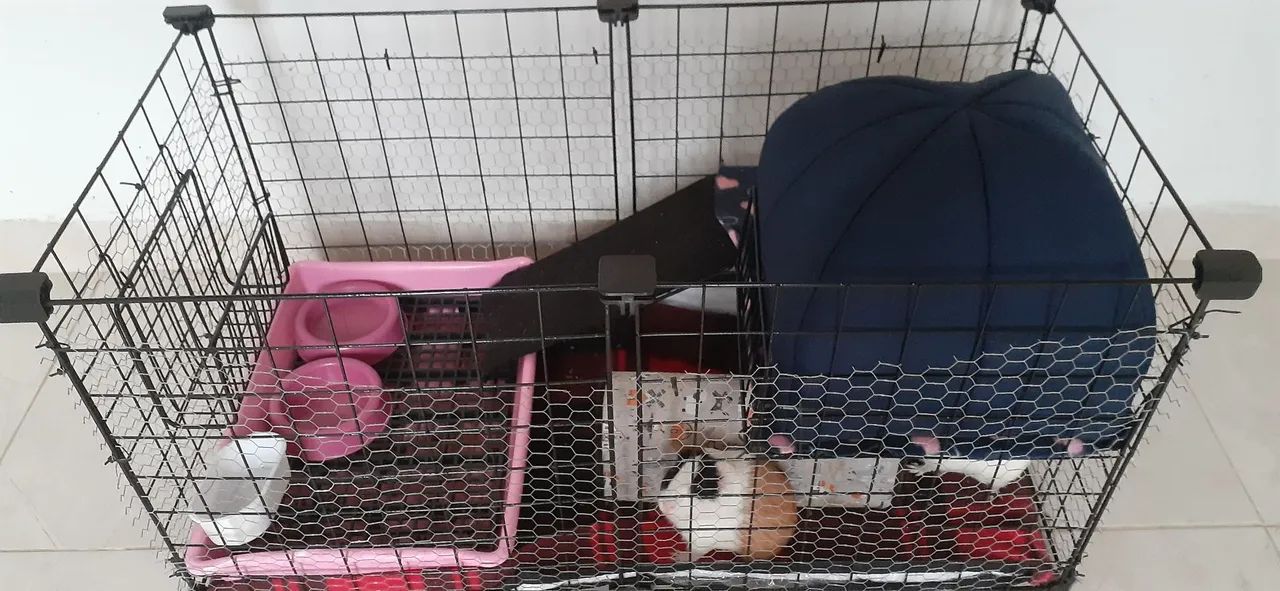 Porquinho da india - Foto 2