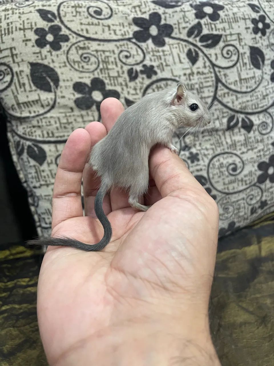 Gerbil 64313863796993124