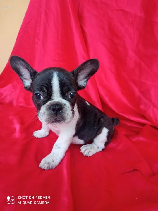  Bulldog Francês FÊMEAS 