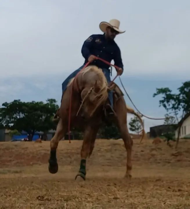 Domador/Treinador/Cavalos - Foto 3