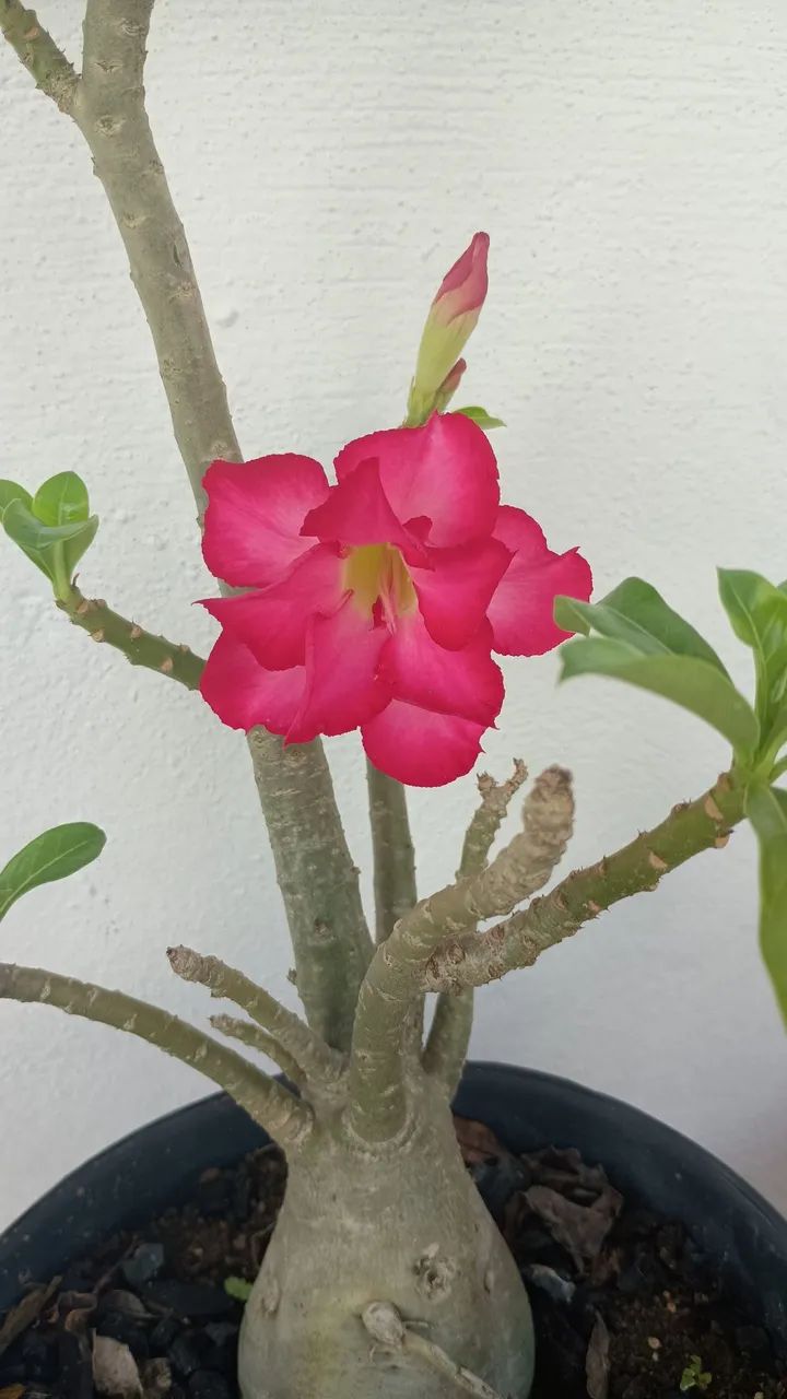 Rosa do deserto 