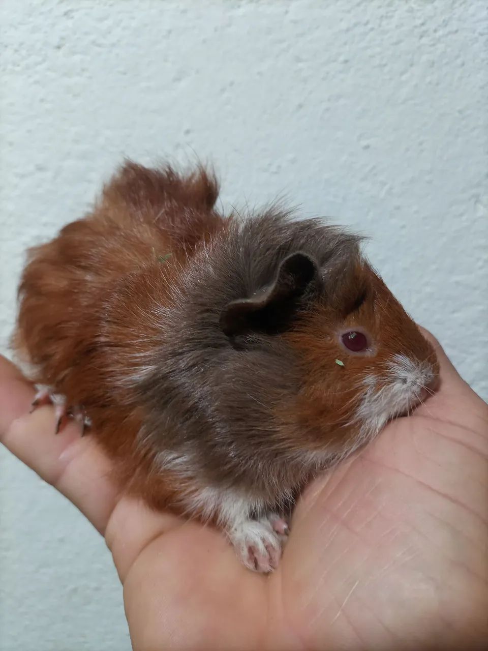 Porquinho da índia  - Foto 4