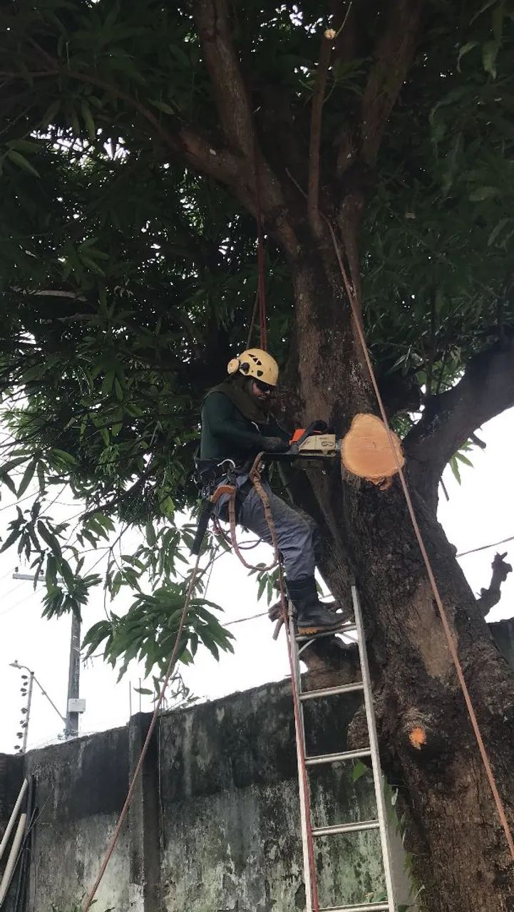 Cuidando de árvores com segurança, e roçagem  - Foto 4