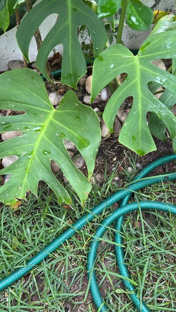 Mudas de plantas variadas - Foto 6