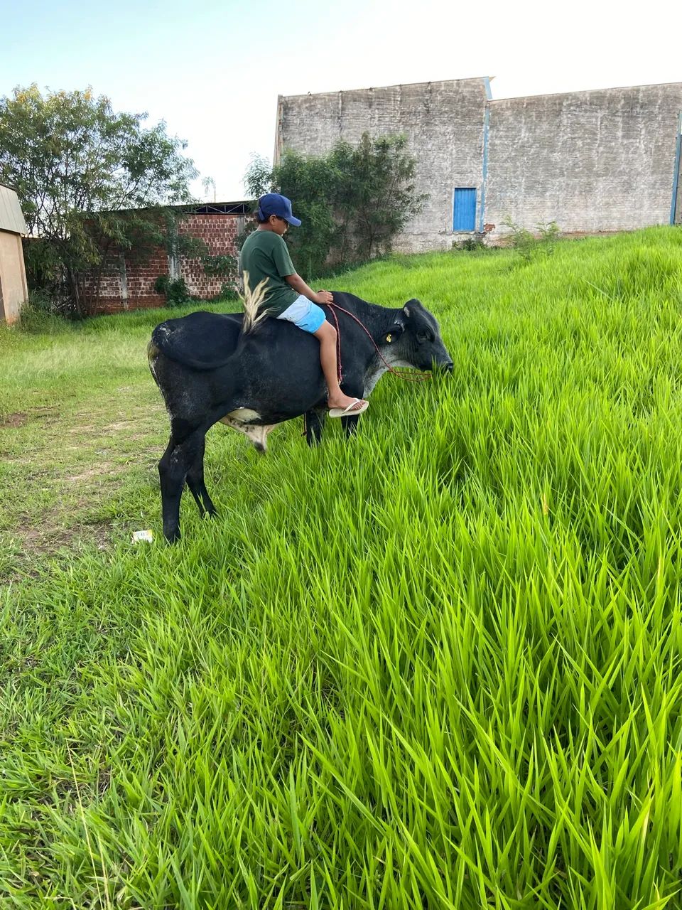 Boi girolando para vaca de leite