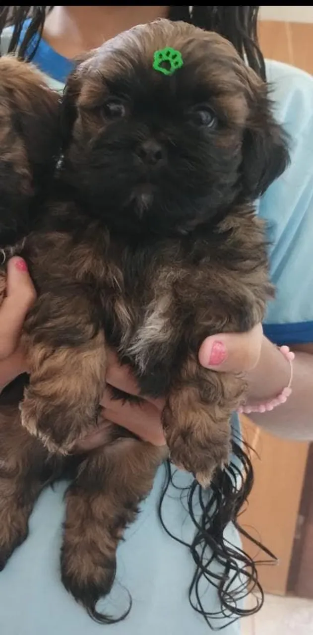 Filhote Shih Tzu fofo e brincalhão