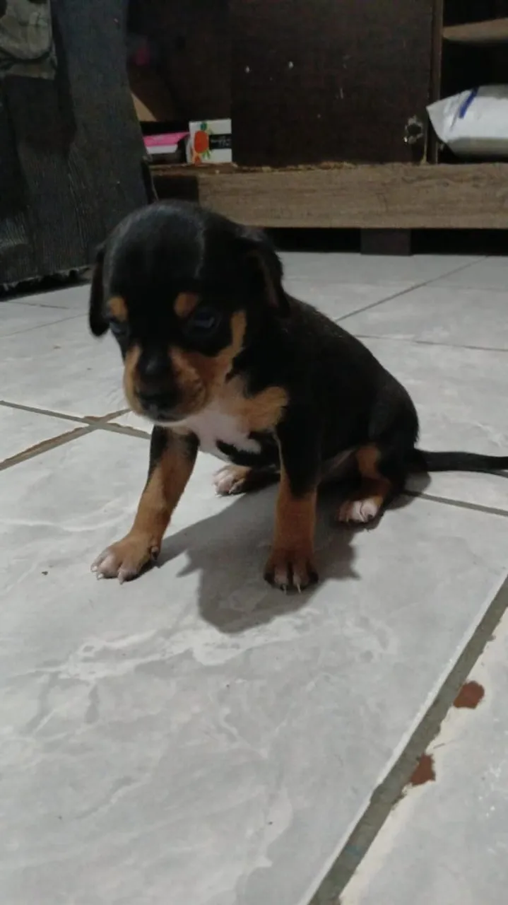 Pinscher tamanho 2
