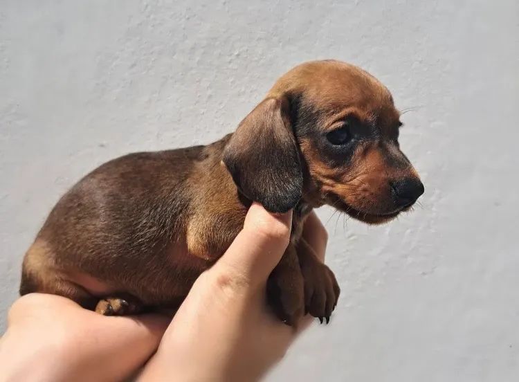 Salsicha 2 Fêmeas  - Foto 2