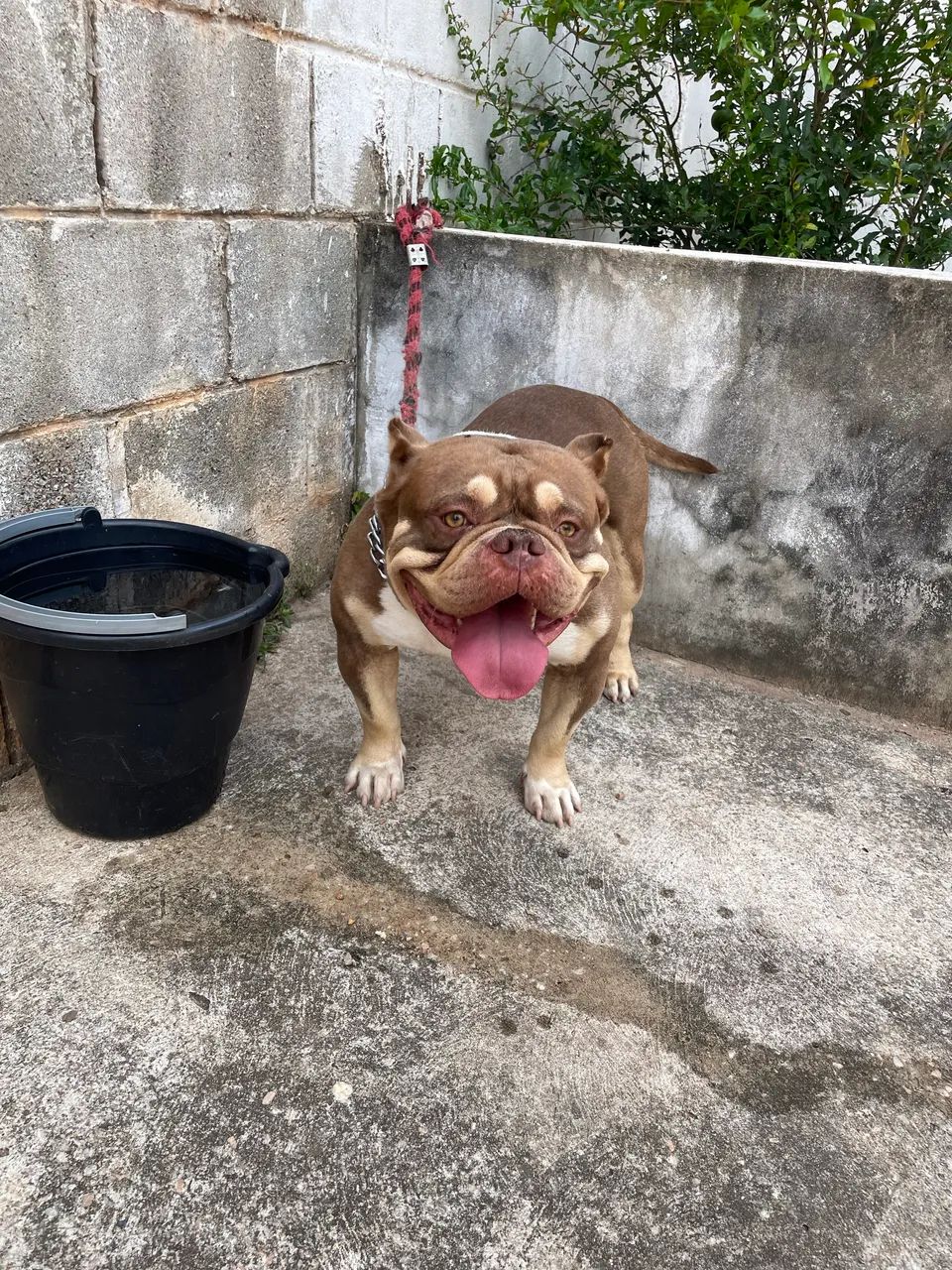 Disponível para Cobertura  - Foto 2