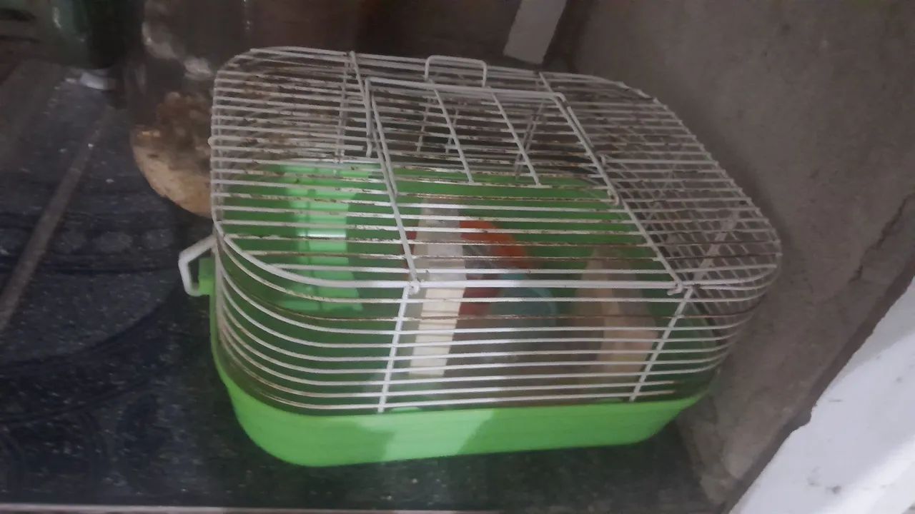 Vende se aquario para hamster e hamster  - Foto 3