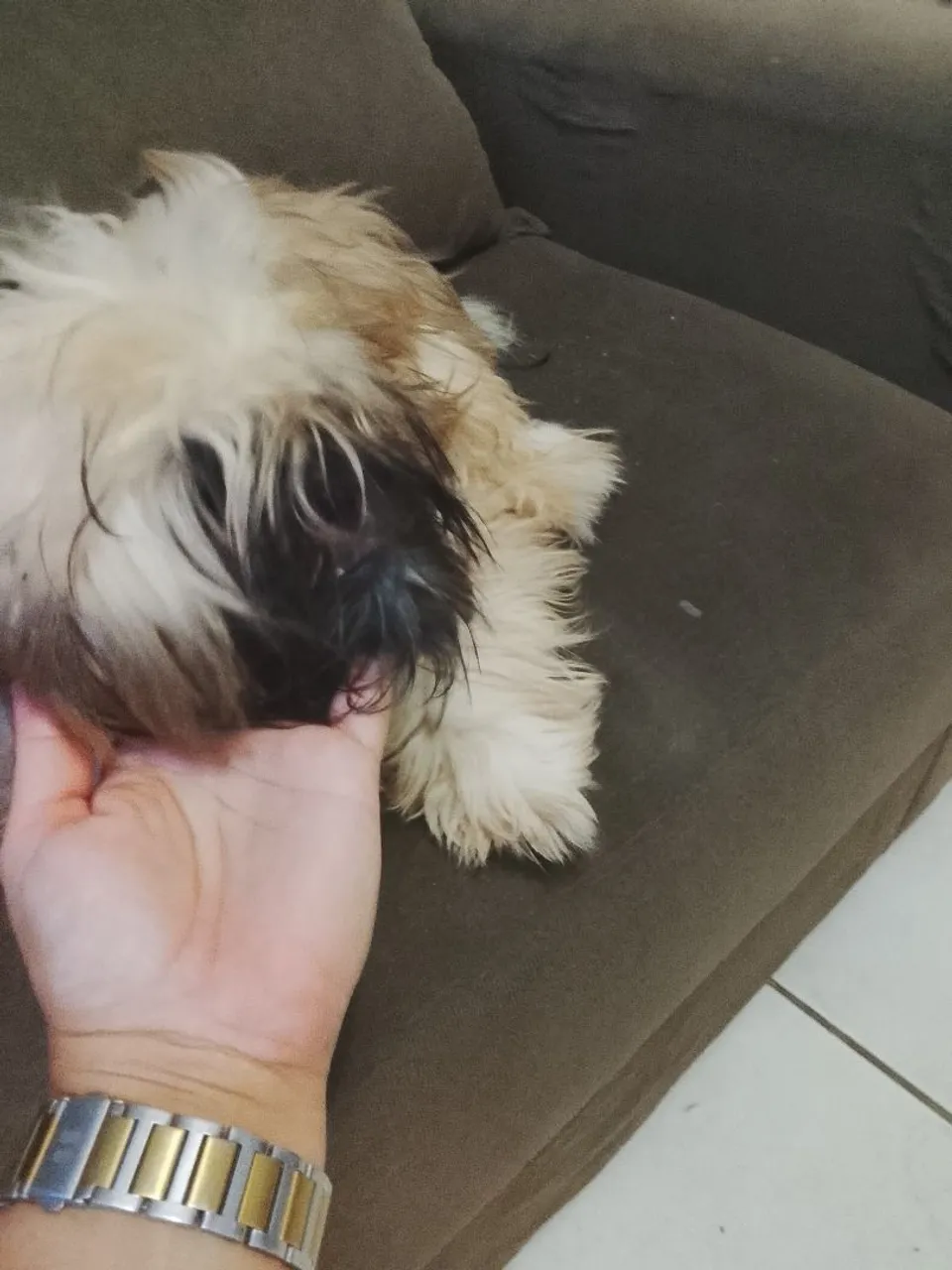 Shih Tzu filhote para adoção