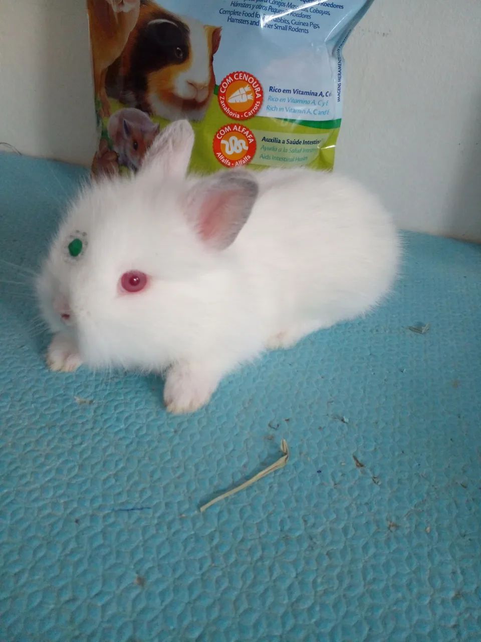 Netherland Dwarf albino  - Foto 5