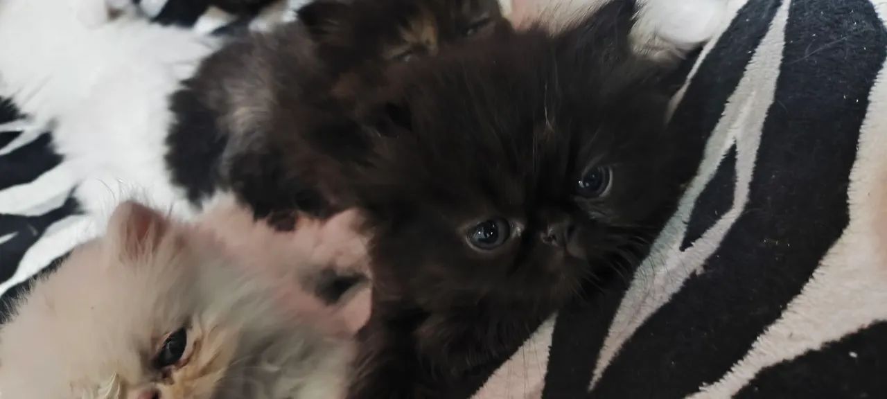 Filhotes Gato Persa - Foto 2