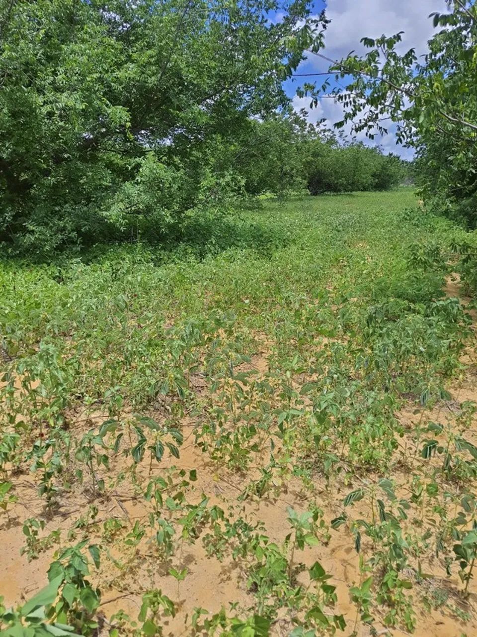 Fazenda com 45 hectares em jandaira com 2 poços tubulares 100% plana - Foto 3