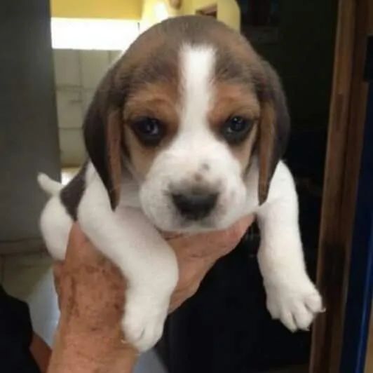 Beagle temos raças de micro, pequeno, medio e grade porte 