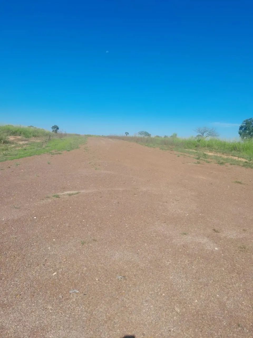 Soja milho ou pecuária 