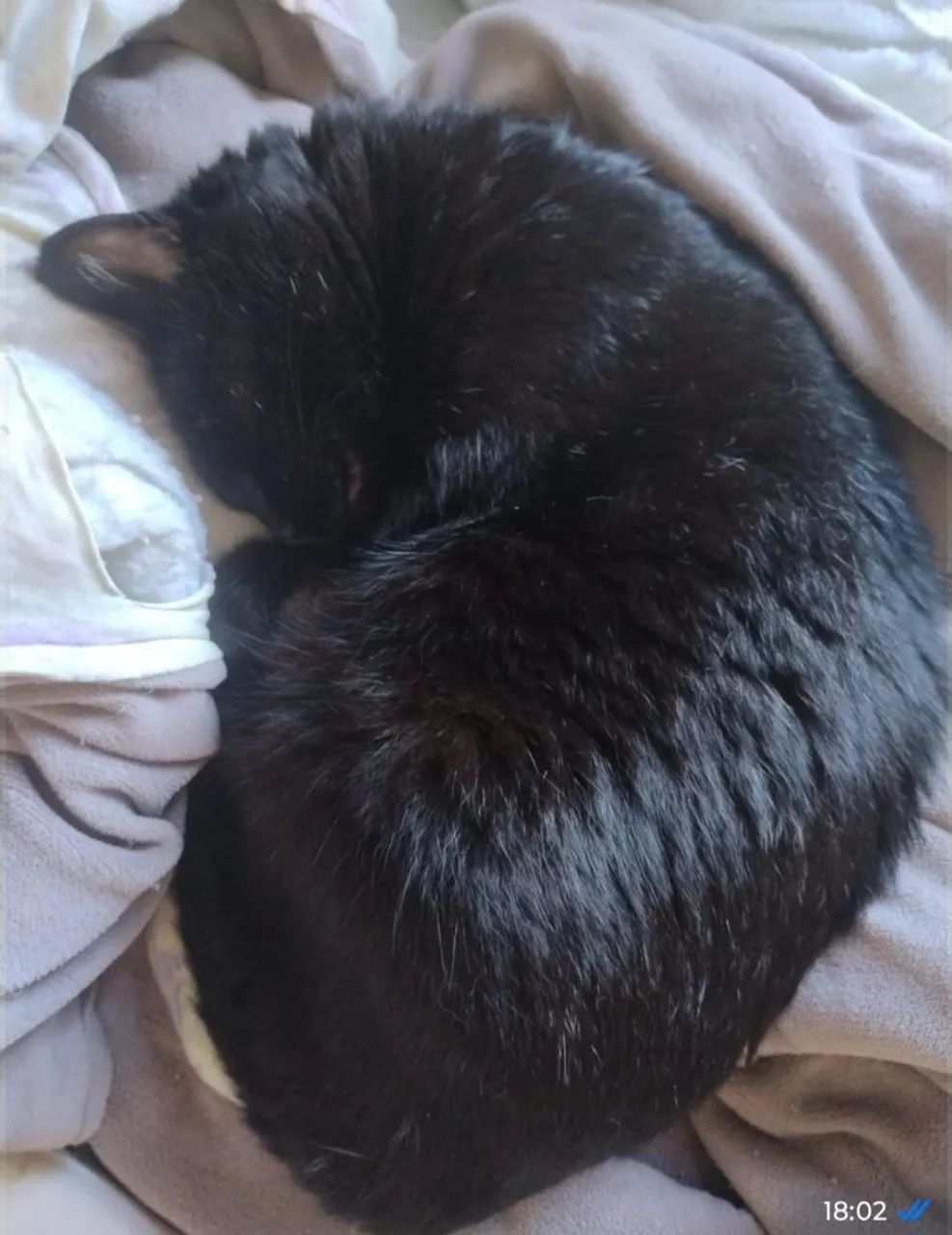 Gatos castrados para  doação! - Foto 2