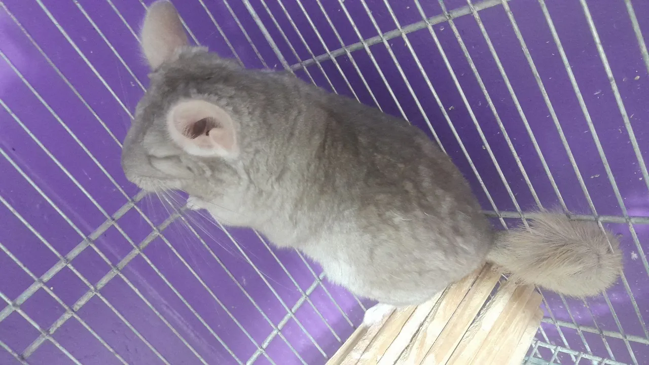 Chinchila Cinza - Pelúcia Exótica e Charmosa!