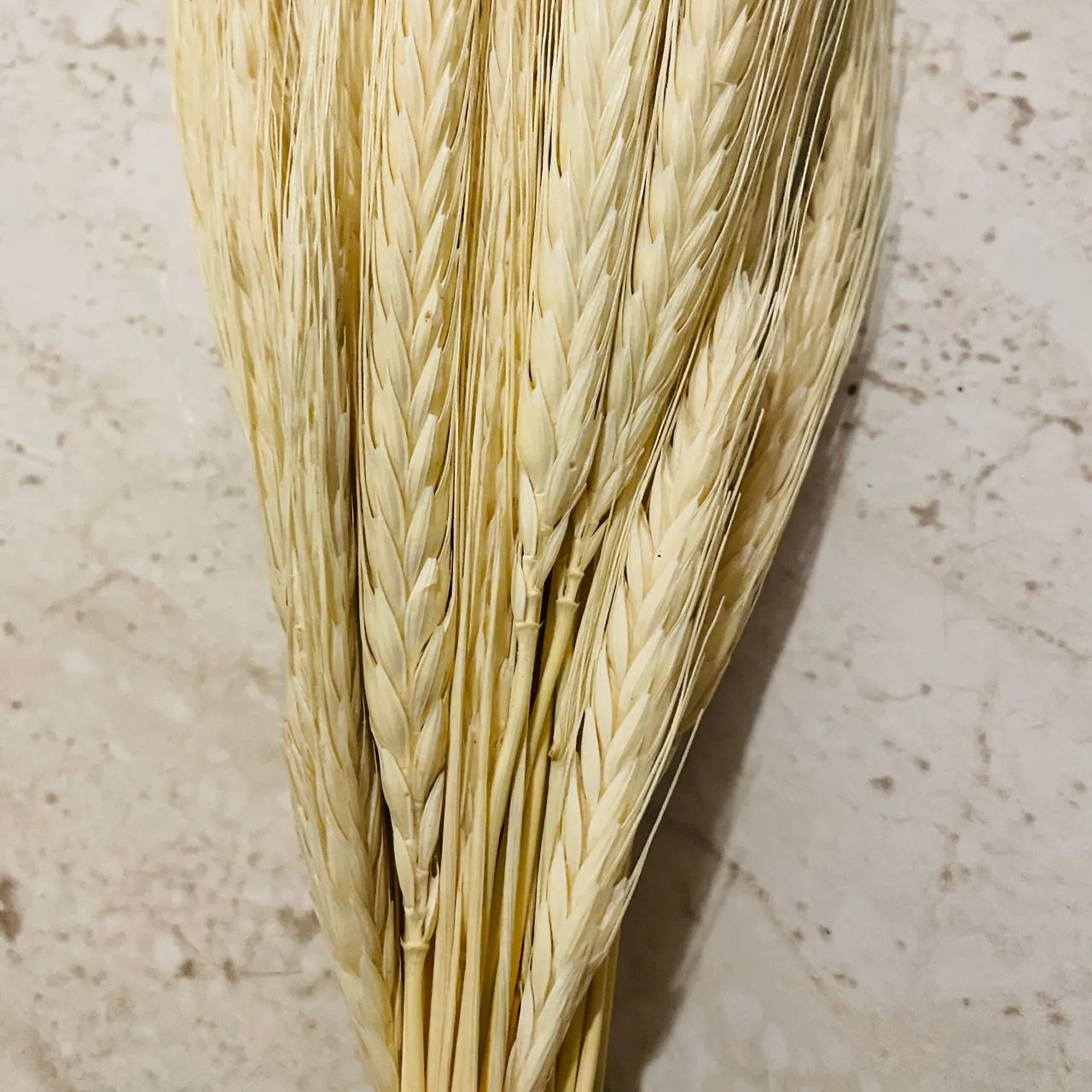 Trigo seco para decoração - Foto 2