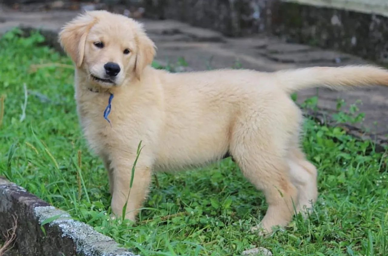 DOAÇÃO - GOLDEN RETRIEVER 7 meses - Foto 2