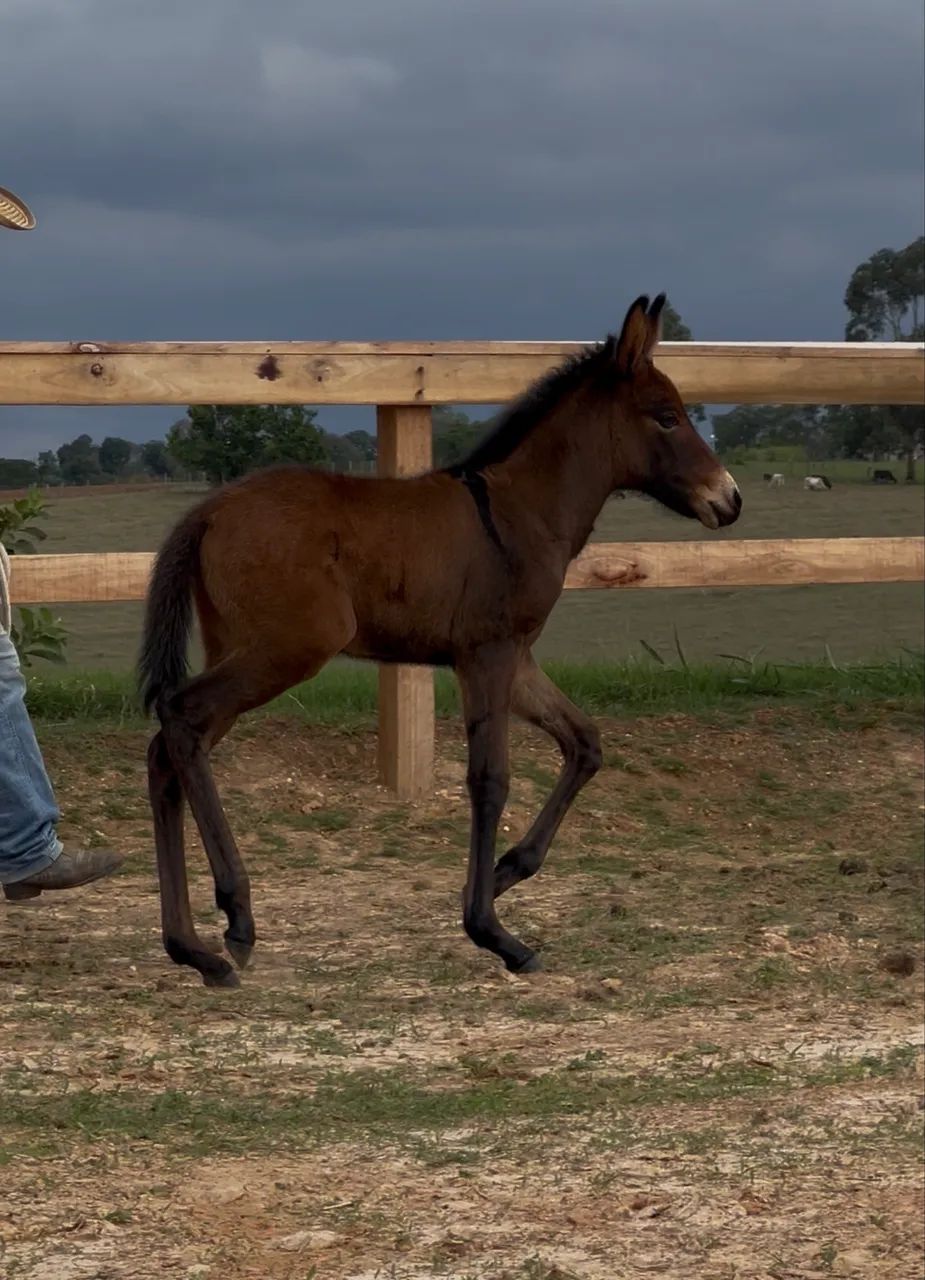 Mula Morena do Criatório RWS - Filha do Jumento Playboy RF! - Foto 5