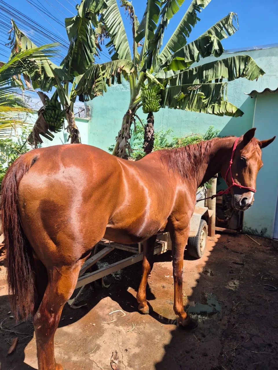 Cavalo puro sangue inglês 