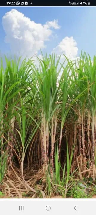 Canavial para garapa caldo  para venda *