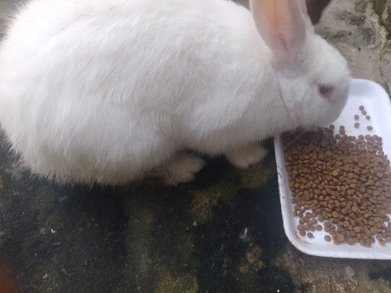 Coelho Branco - Pelúcia Macia - Foto 3