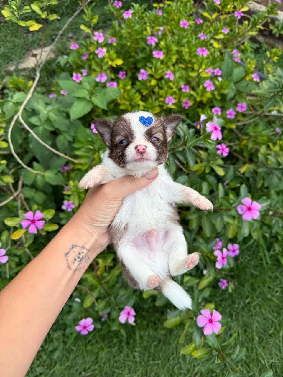 Chihuahua choco branco , bicolor  - Foto 6