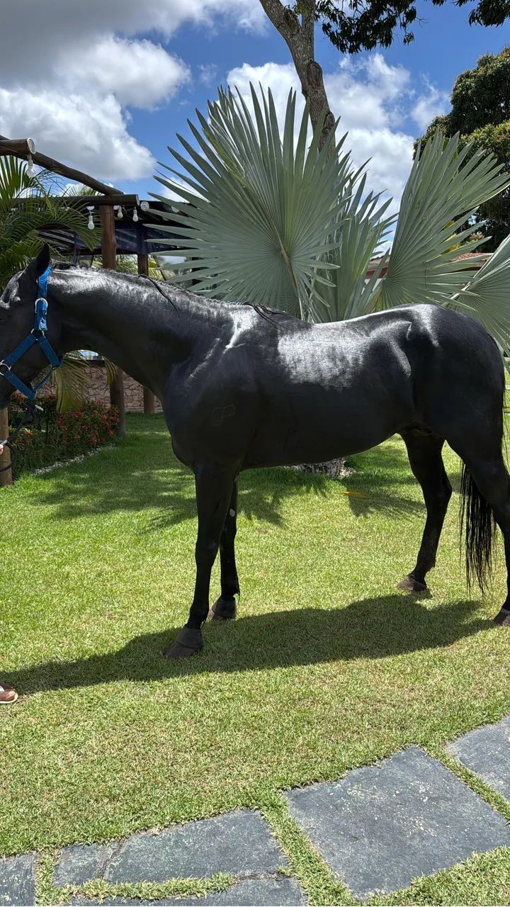 Cavalo de direita  - Foto 6