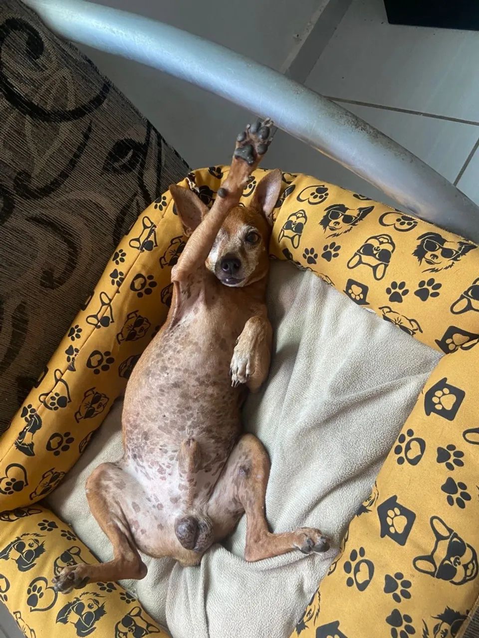Quero comprar um cachorro da raça Pincher 