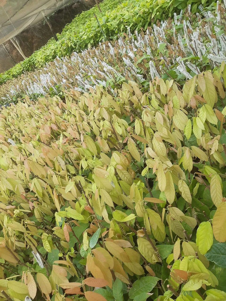 Enxertia mudas de cacau VIVEIRO E CAMPOS  - Foto 2